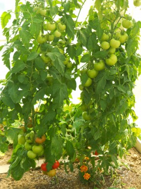 Tomates sous serre - Production familiale
