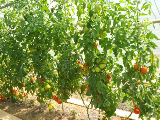 Tomates sous serre Production familiale